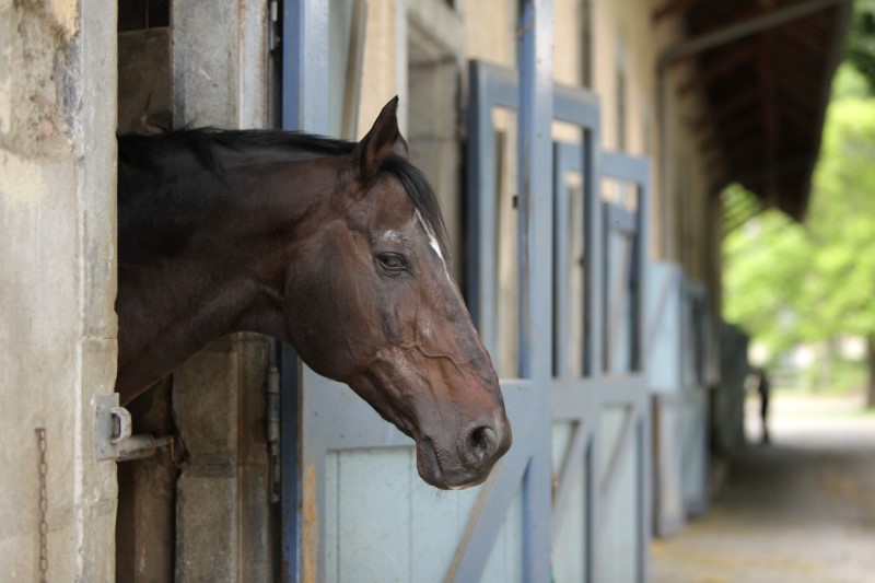 Les Haras nationaux de Tarbes