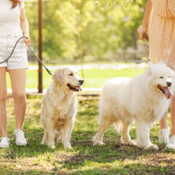 Deux personnes promènent leur chien en laisse pour illustrer la rubrique des canisites